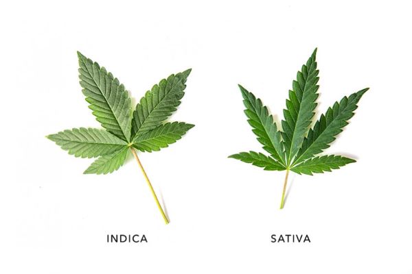 Indica vs Sativa